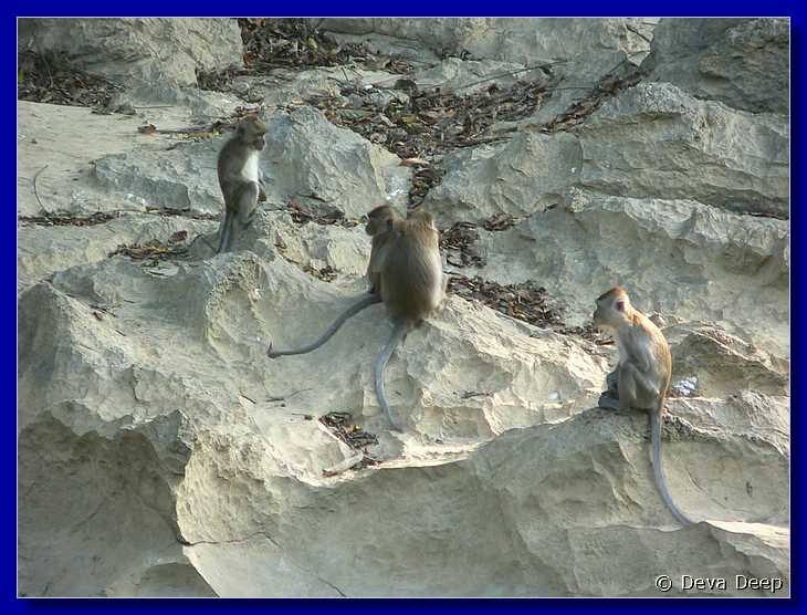 1259 20041208 1628-44 Khao Sok NP Rocks-Monkeys