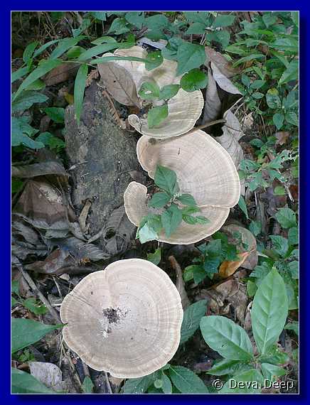 1281 20041209 0823-38 Khao Sok NP Mushrooms