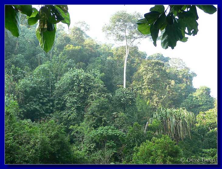 1285 20041209 0847-58 Khao Sok NP Trek through jungle