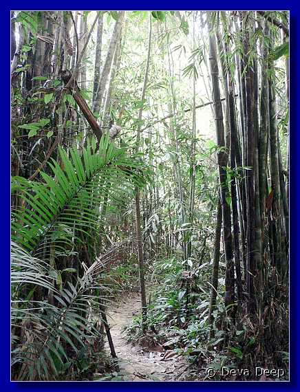 1287 20041209 0905-42 Khao Sok NP Trek through jungle-iC