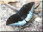 1233 20041208 1205-06 Khao Sok NP Butterfly-cr.jpg