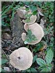 1281 20041209 0823-38 Khao Sok NP Mushrooms.JPG