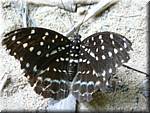 1315 20041209 1437-28 Khao Sok NP Butterfly.JPG
