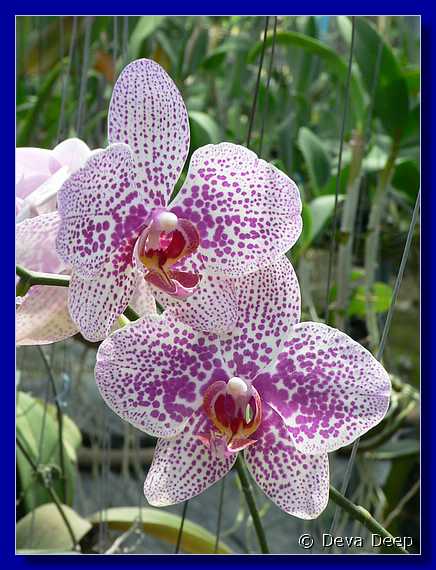 Phuket Orchid farm 6