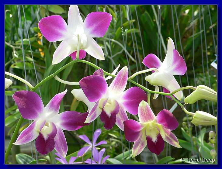 Phuket Orchid farm 7