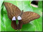 1027 20041129 1843-16 Koh Payam Butterfly-iay.jpg