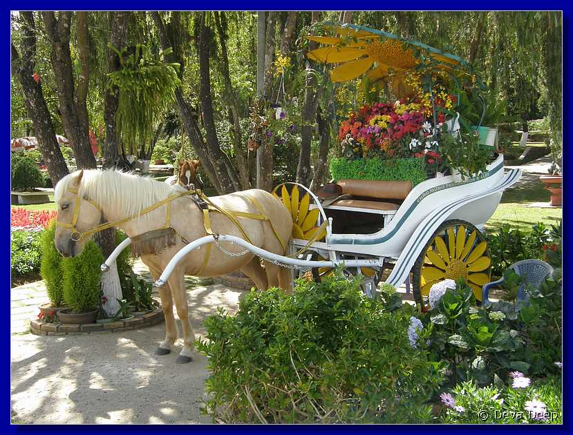 Dalat Flower garden Horse carriage-045
