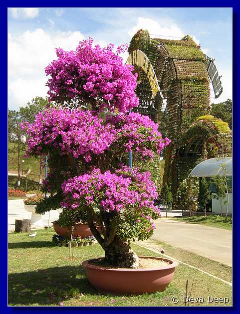 Dalat Flower garden with statues-048