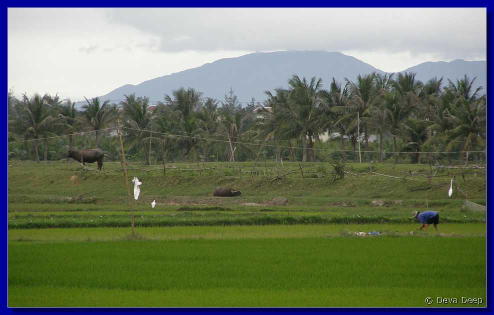 Hoi An to Cua Dai beach Rice fields-002