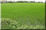 Hoi An to Cua Dai beach Rice fields-003.JPG