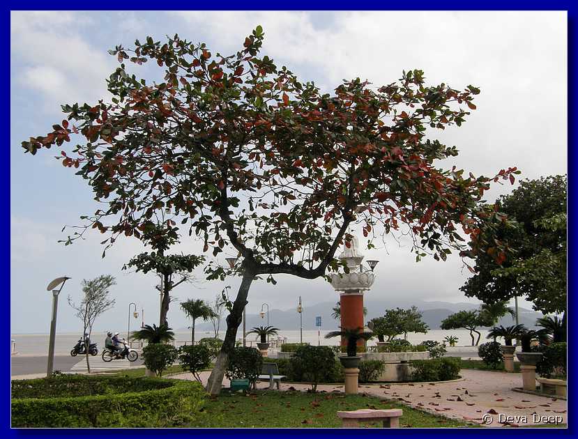 Nha Trang Tree-sea-059